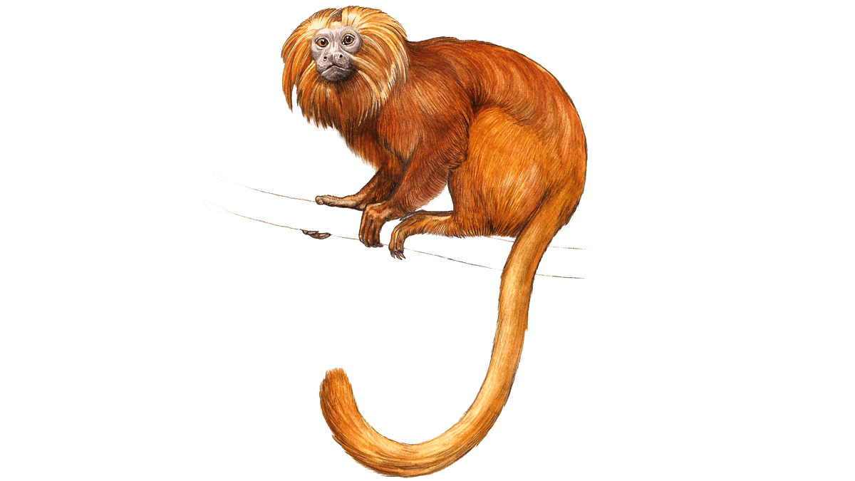 Illustration Goldgelbes Löwenäffchen