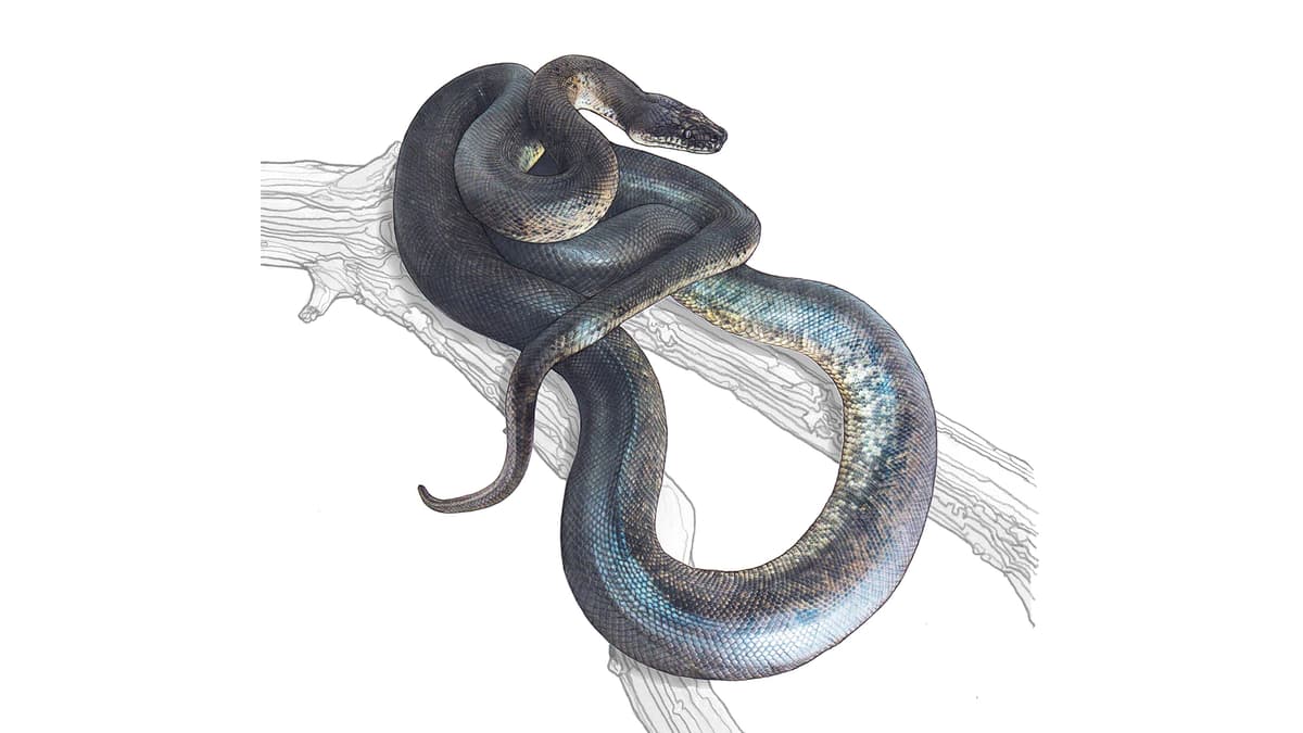 Savu-Python