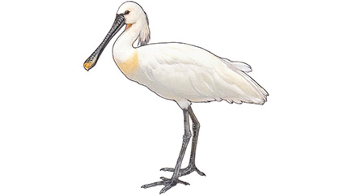 Illustration Europäischer Löffler