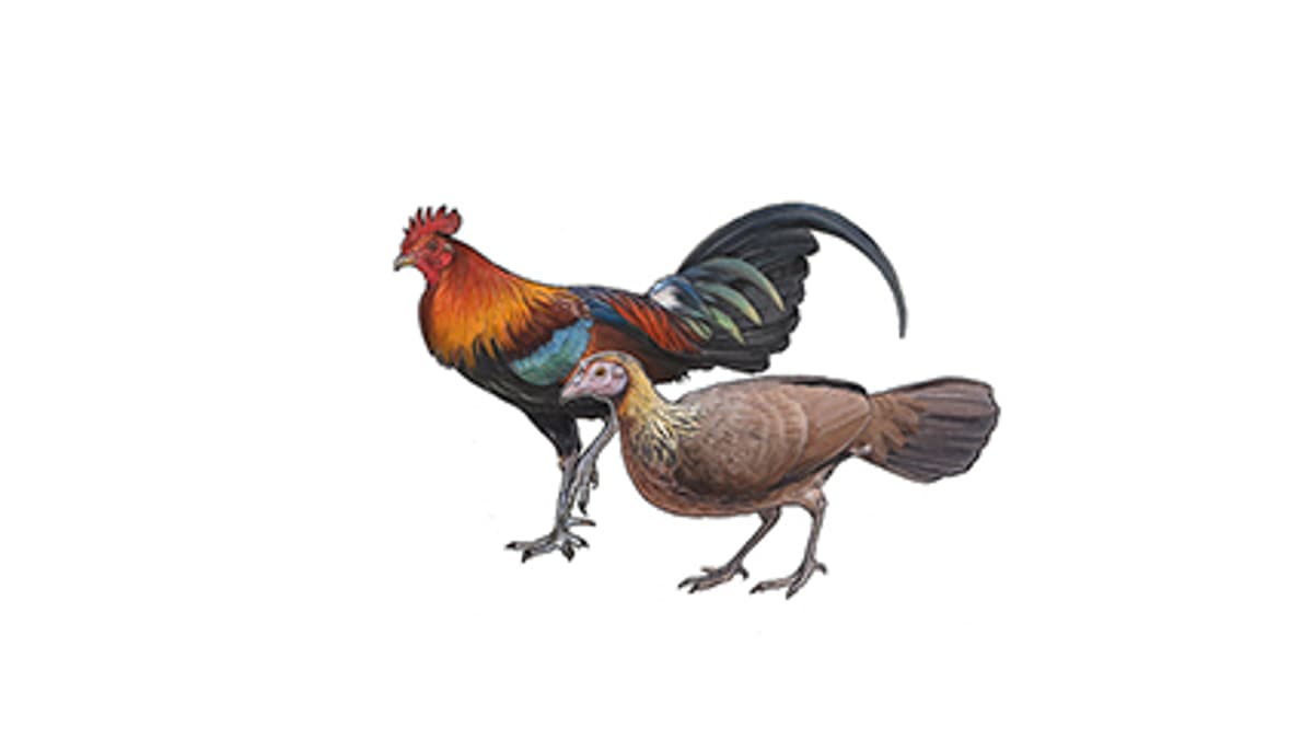 Illustration Bankivahuhn