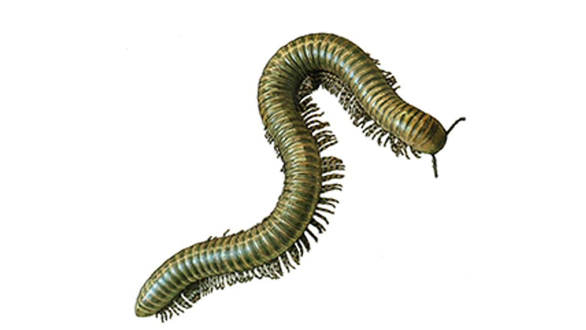 Illustration Afrikanischer Oliventausendfüsser