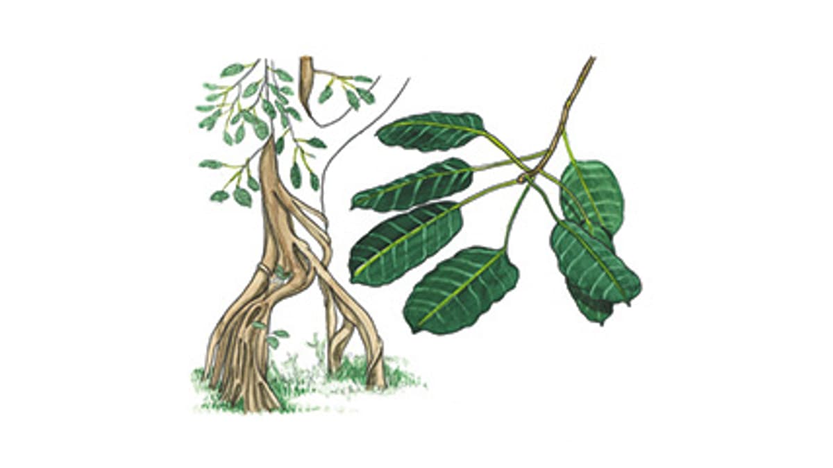 Illustration Hohe Feige