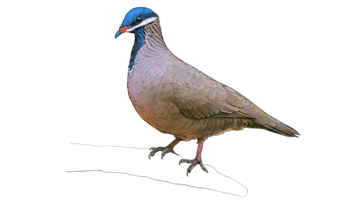 Kubataube