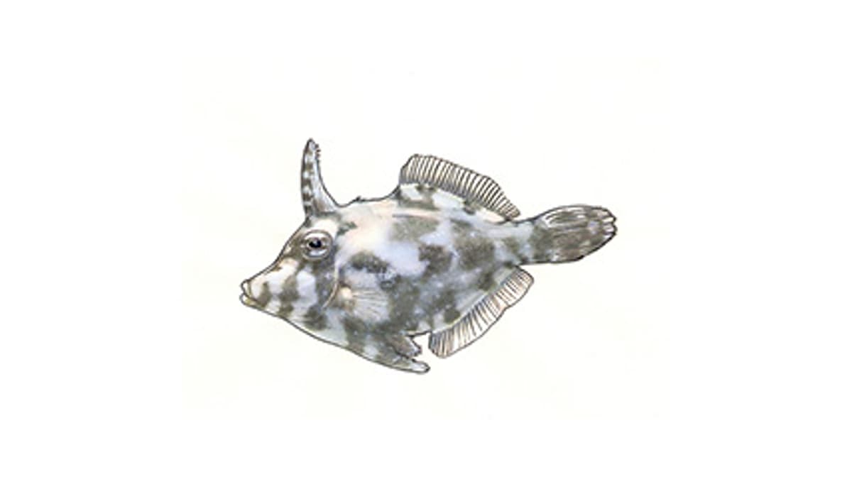 Illustration Tangfeilenfisch