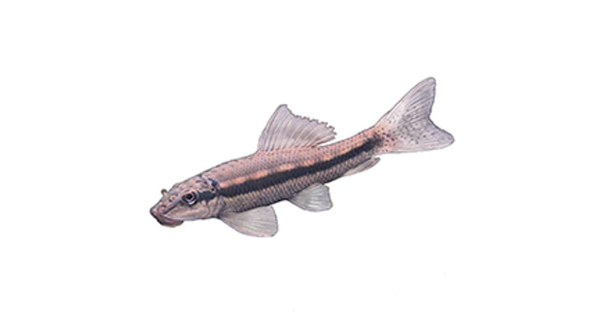 Illustration Siamesische Saugschmerle