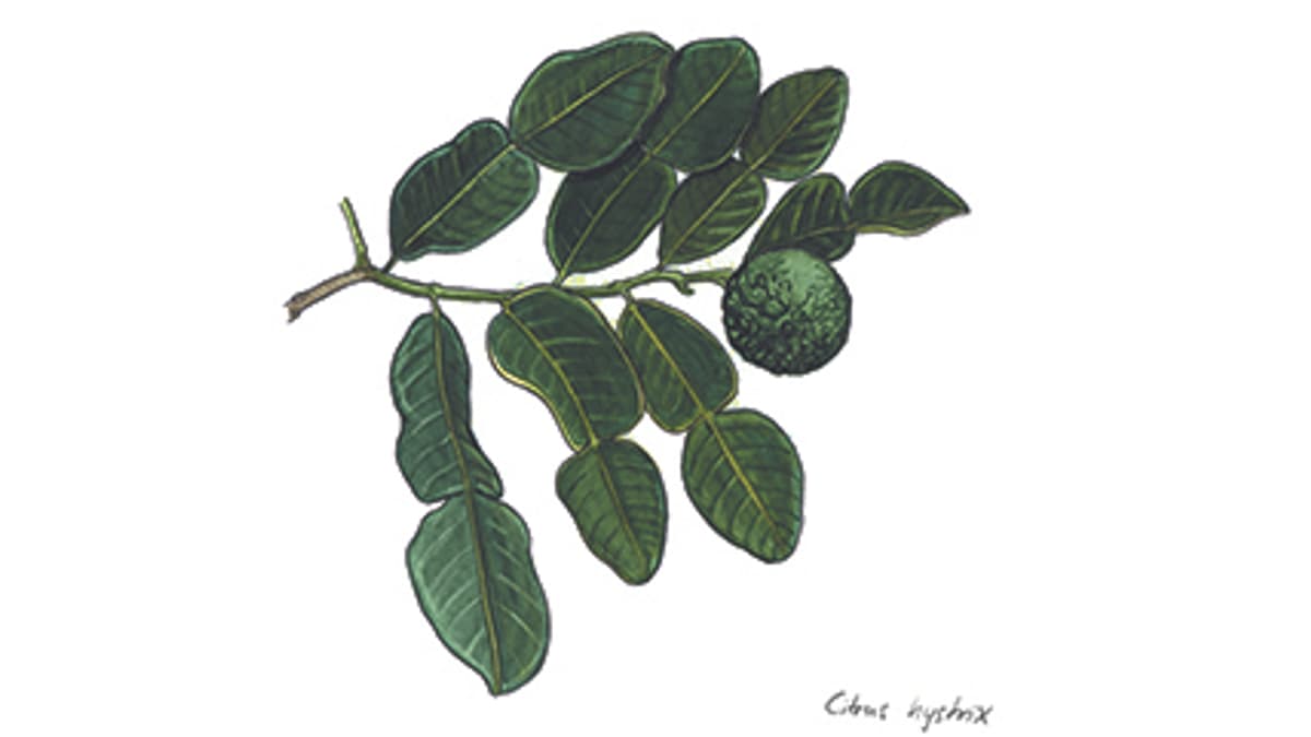 Illustration Kaffir-Limette