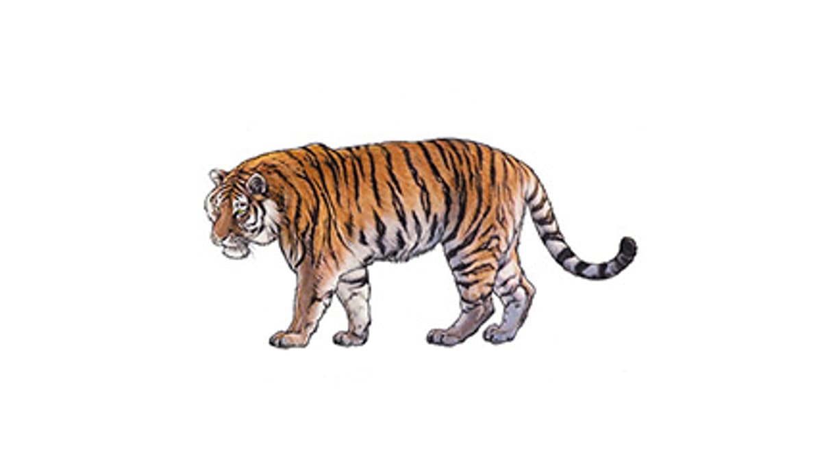 Illustration Amurtiger
