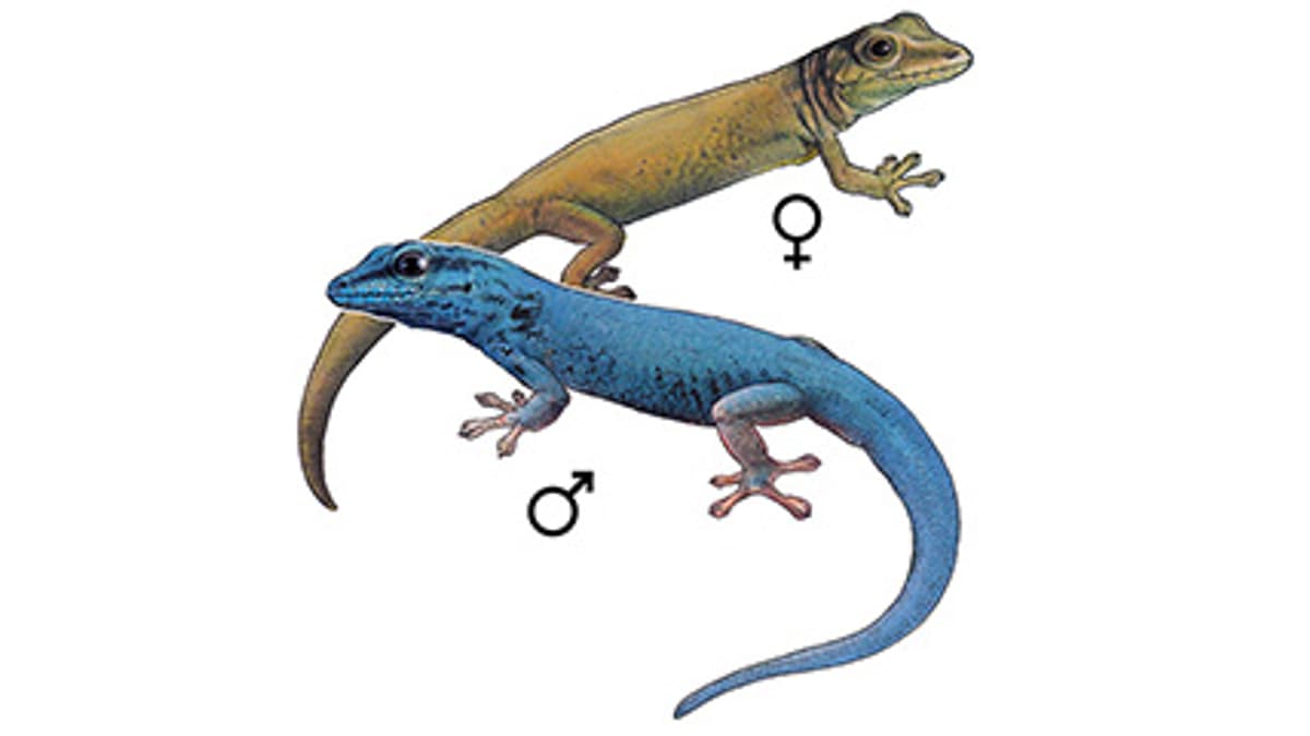 Illustration Türkisblauer Zwerggecko