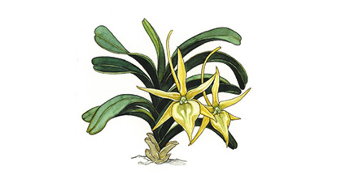 Illustration Stern von Madagaskar