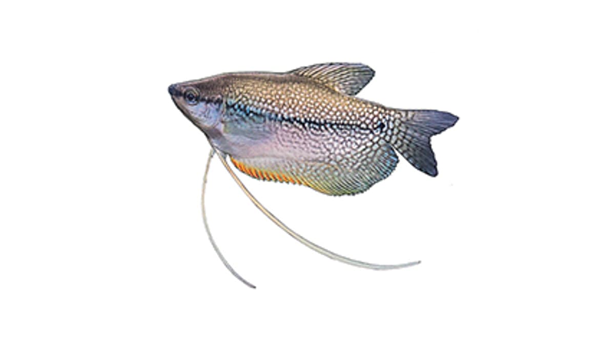 Illustration du gourami perlé