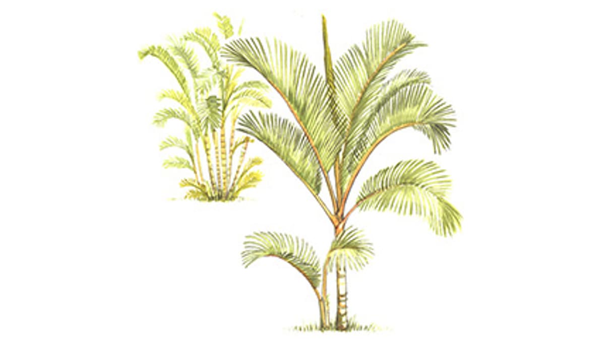 Illustration Goldfruchtpalme
