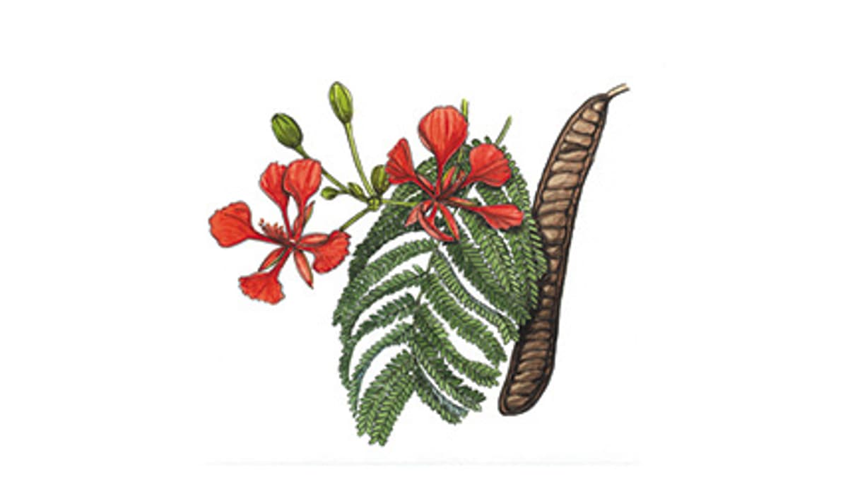 Illustration Flammenbaum