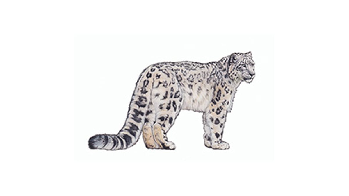 Illustration Schneeleopard
