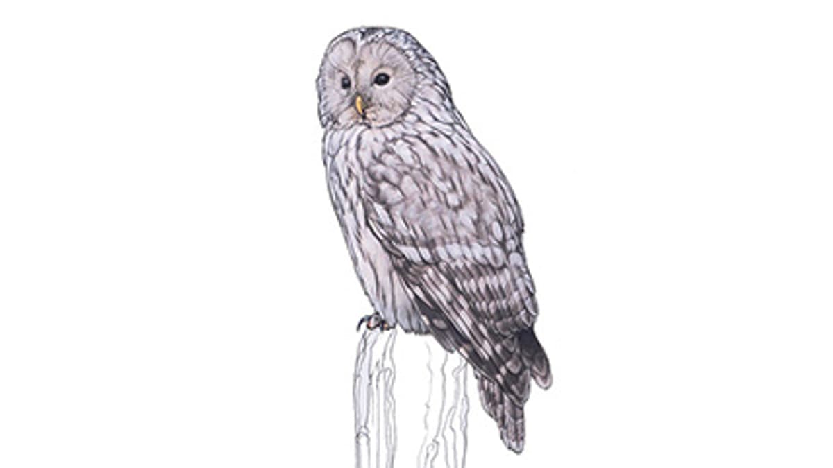 Illustration Habichtskauz