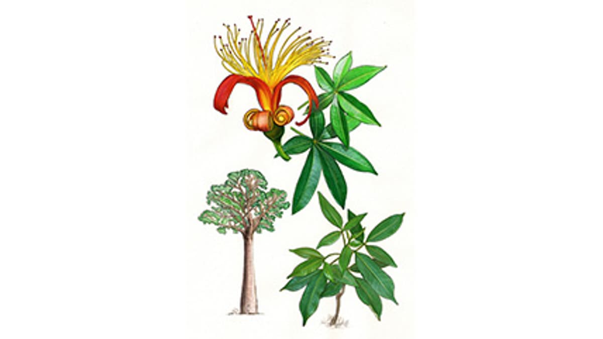 Illustration Affenbrotbaum