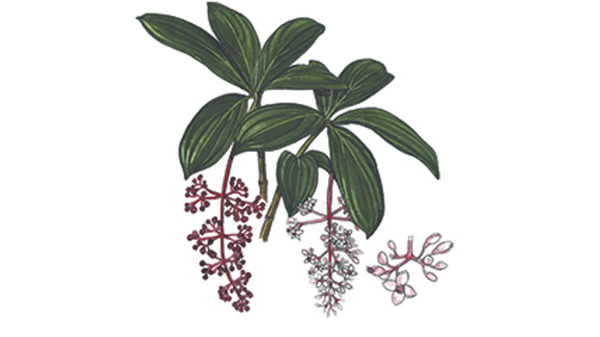 Illustration Medinille