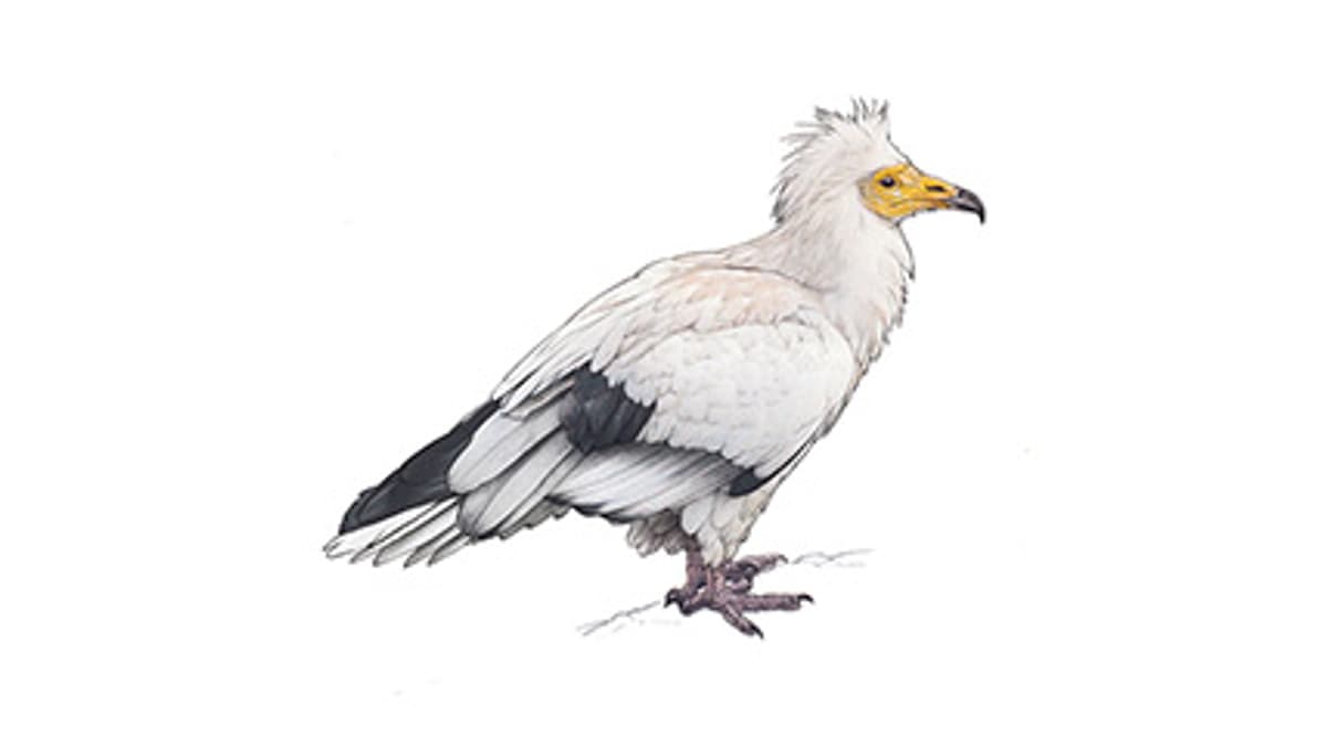 Illustration Schmutzgeier