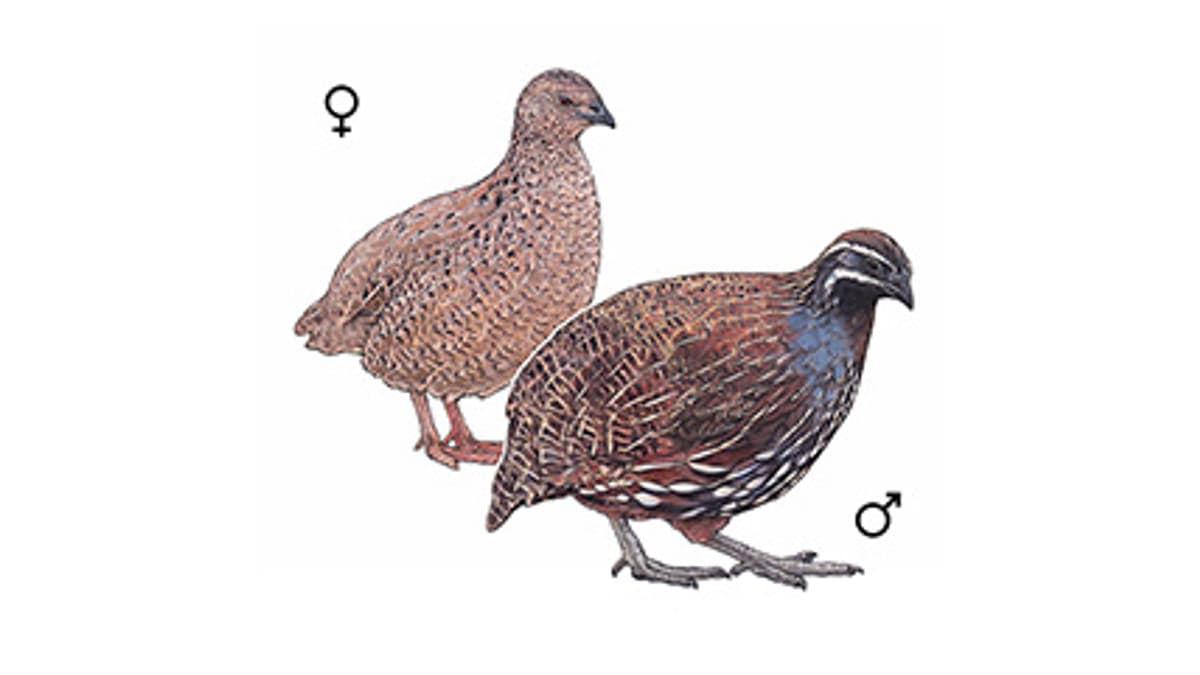 Illustration Madagaskar-Perlwachtel