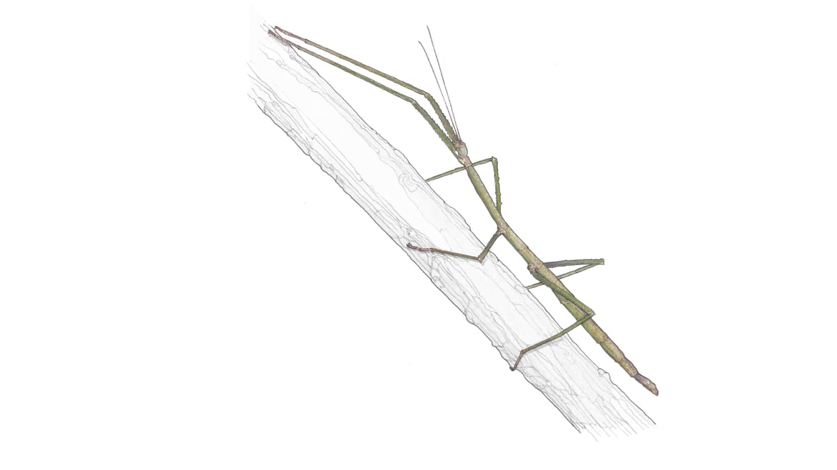 Illustration Malaiische Riesenstabschrecke
