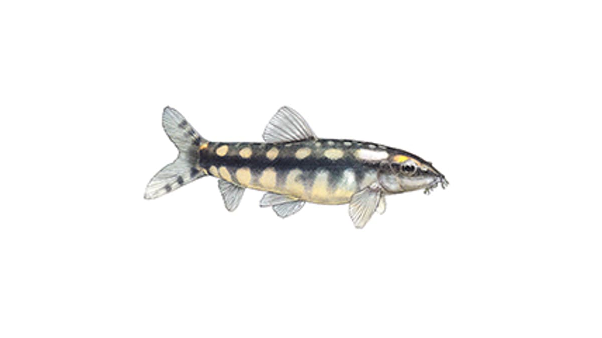 Illustration Schachbrettschmerle
