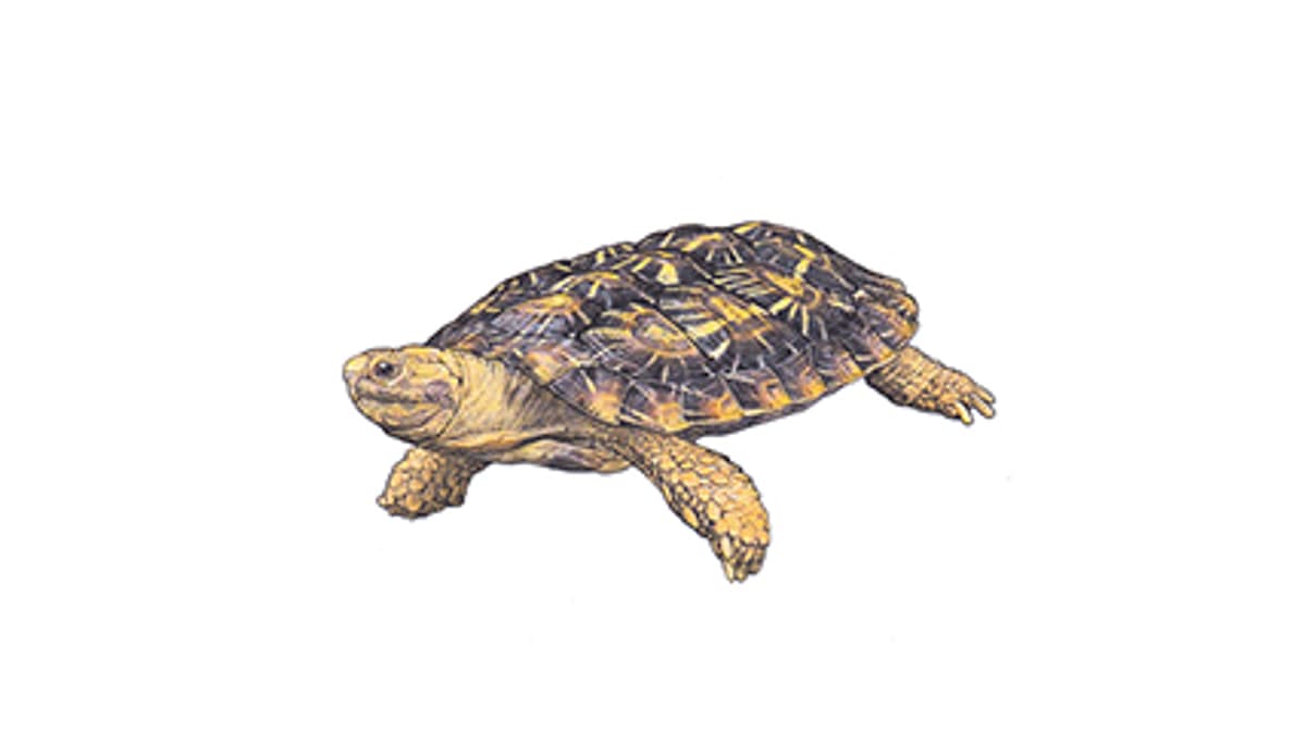Spaltenschildkröte