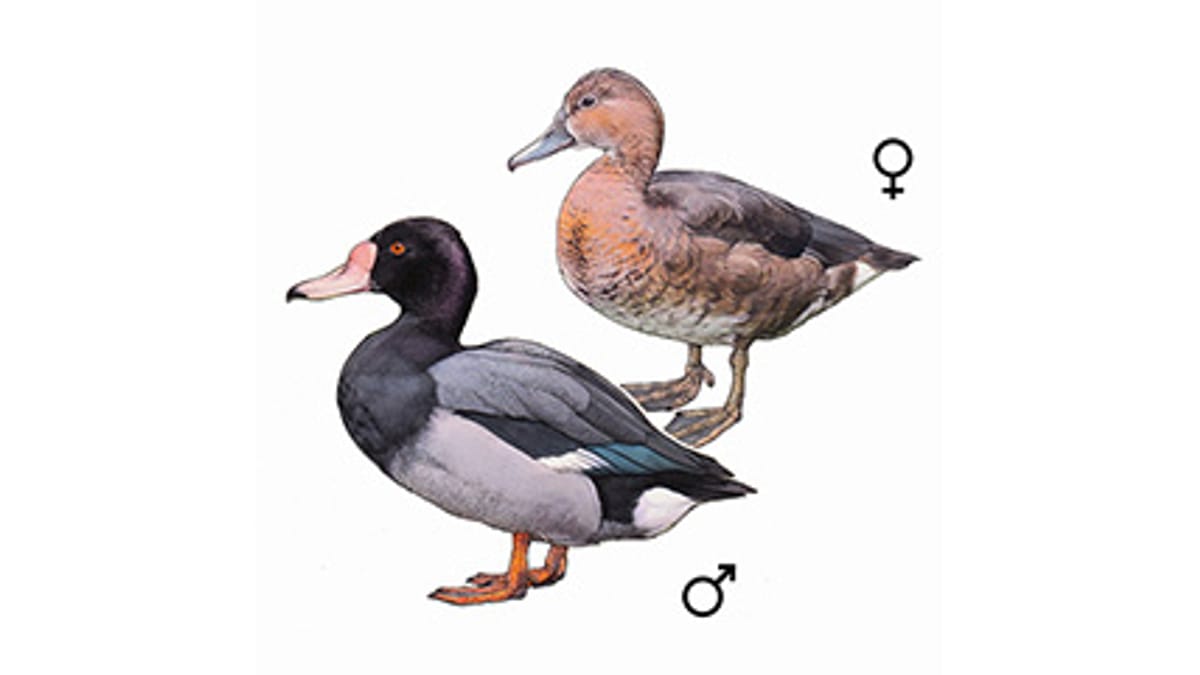 Illustration Peposakente