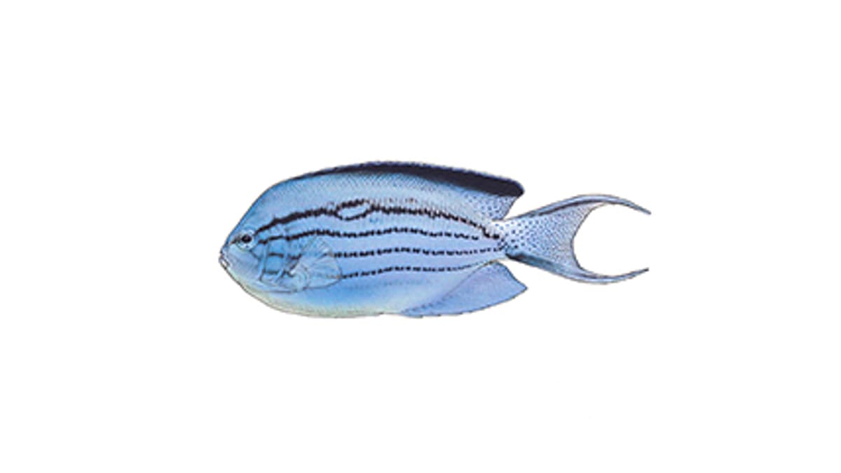 Illustration Lamarcks Lyrakaiserfisch