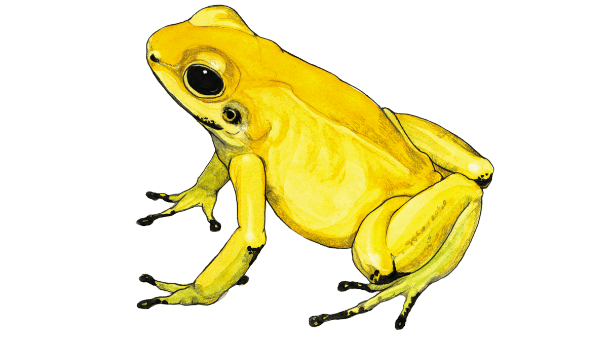 Illustration Grenouille dorée au venin de flèche