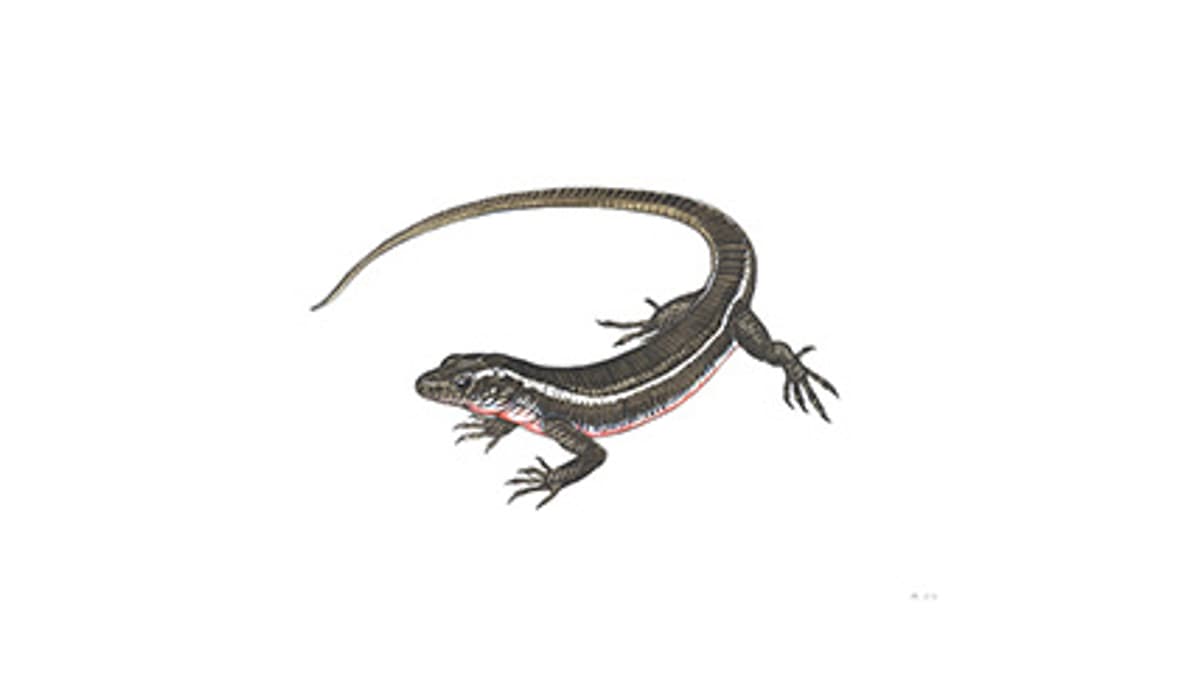 Illustration Madagaskar-Schildechse