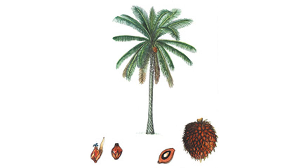 Illustration Afrikanische Ölpalme