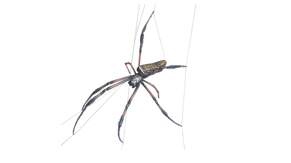 Illustration Madagaskar-Seidenspinne