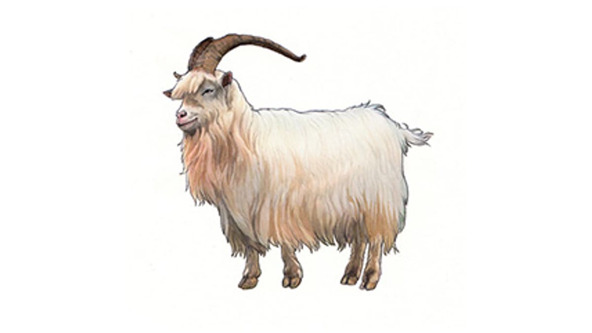 Illustration Kaschmirziege
