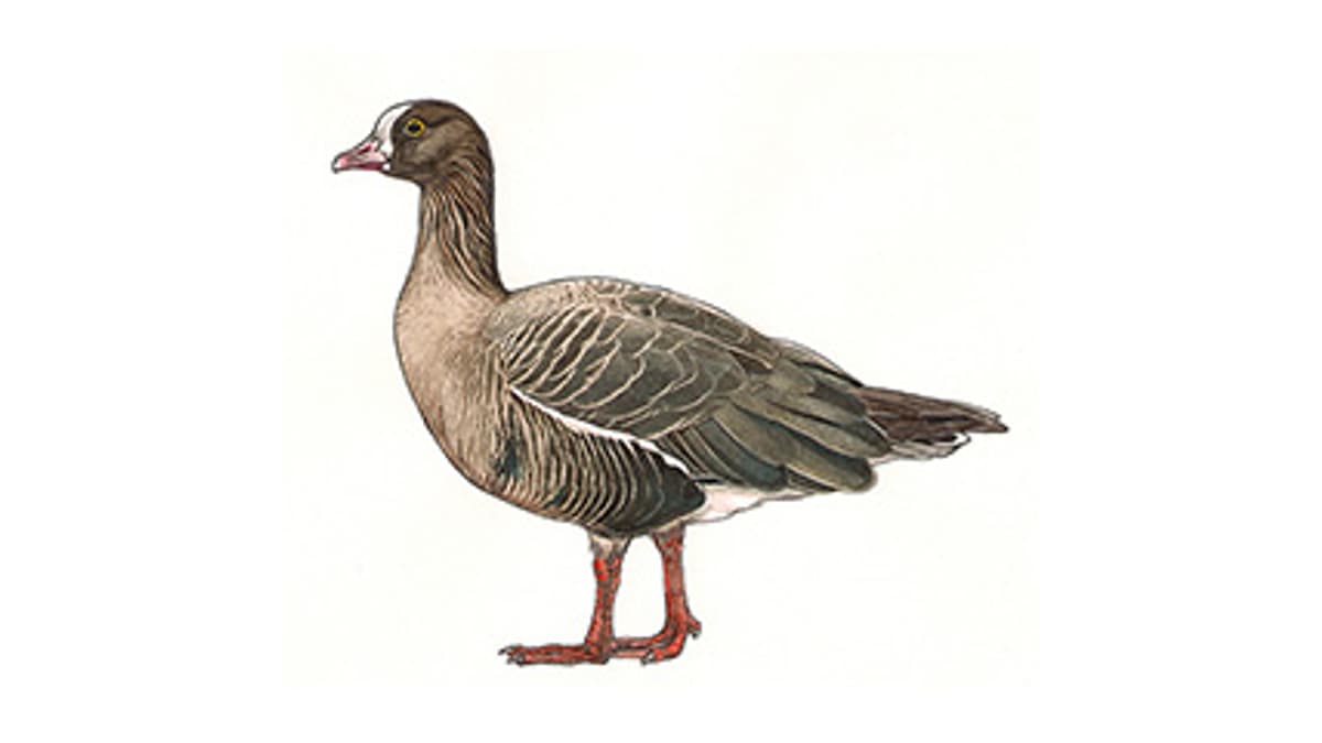 Illustration Zwerggans