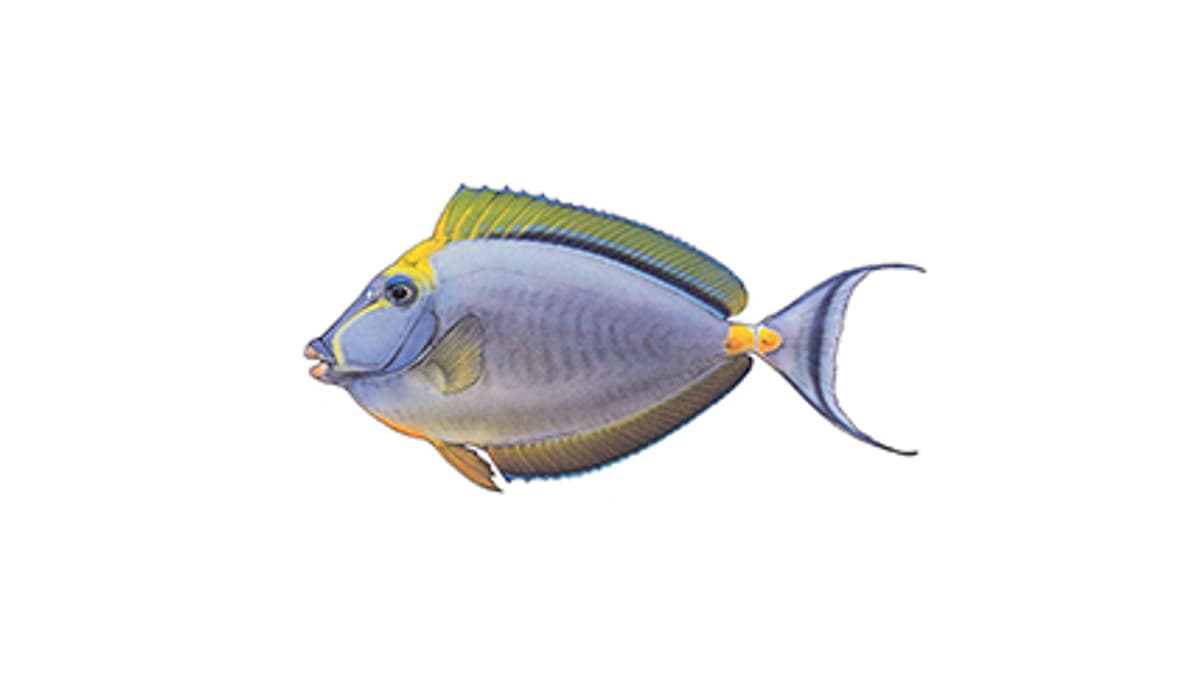 Illustration Indischer Gelbklingen-Nasendoktorfisch
