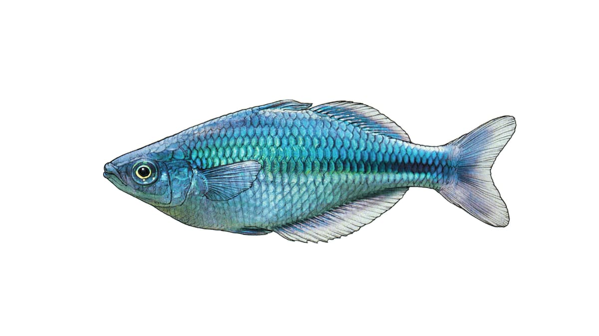 Illustration Aquamarin-Regenbogenfisch