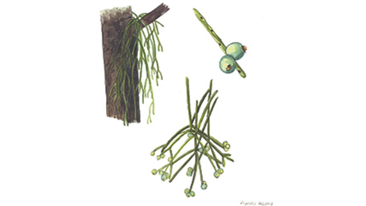 Illustration Binsenkaktus