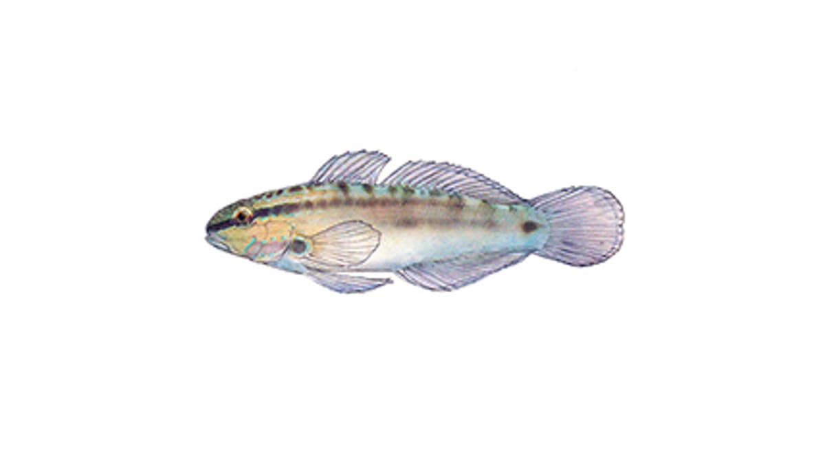 Illustration Bynoe’s Goby