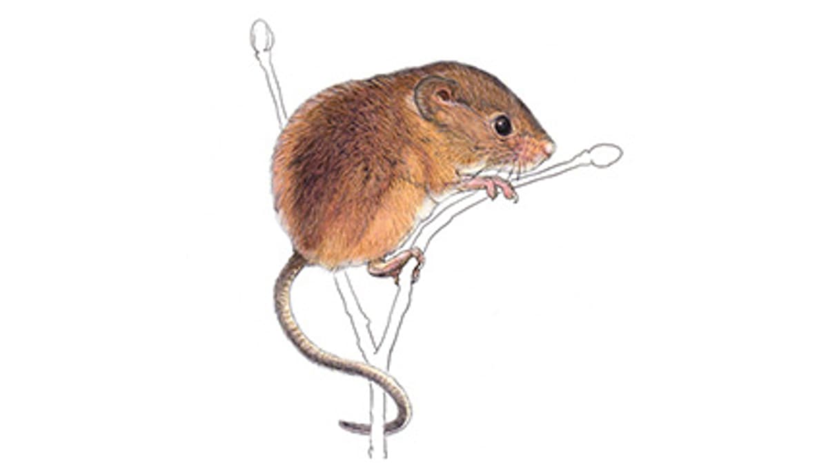 Illustration Eurasische Zwergmaus