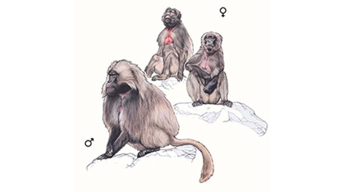 Illustration Dschelada