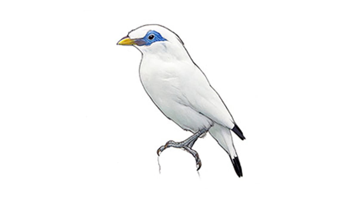 Illustration Balistar
