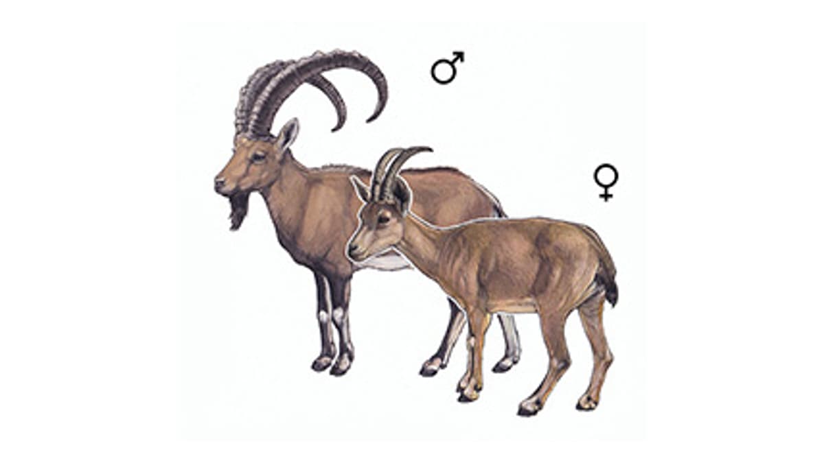 Illustration Nubischer Steinbock