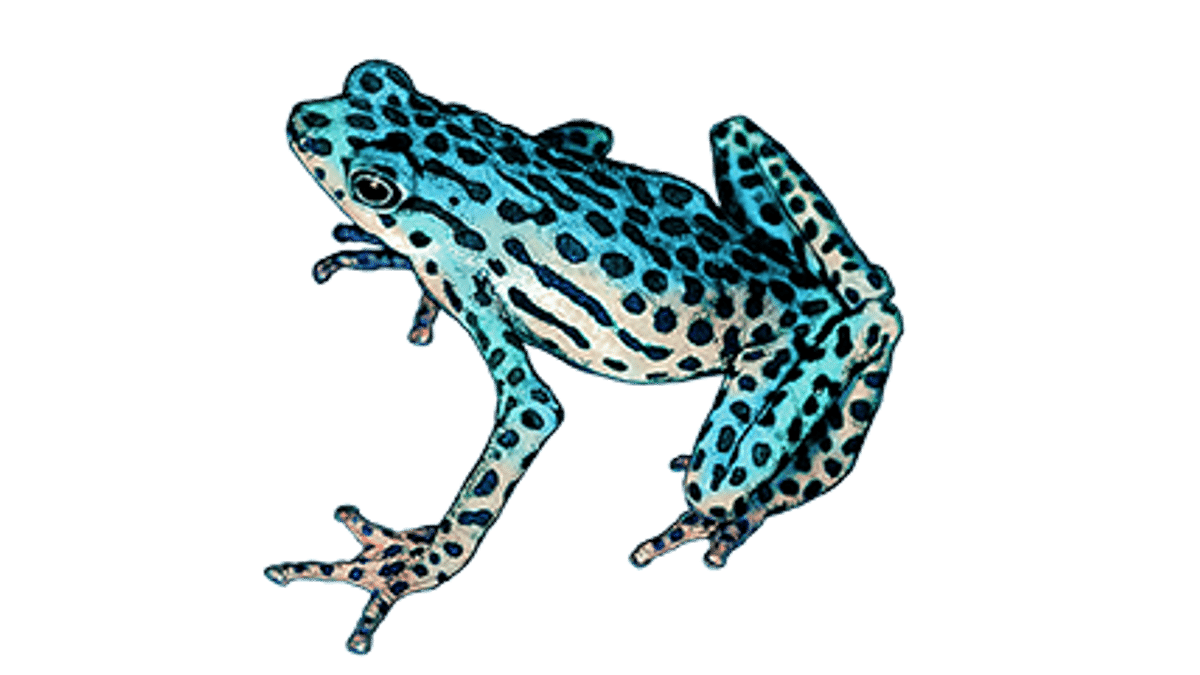 Illustration Rio Pescado stubfoot toad 