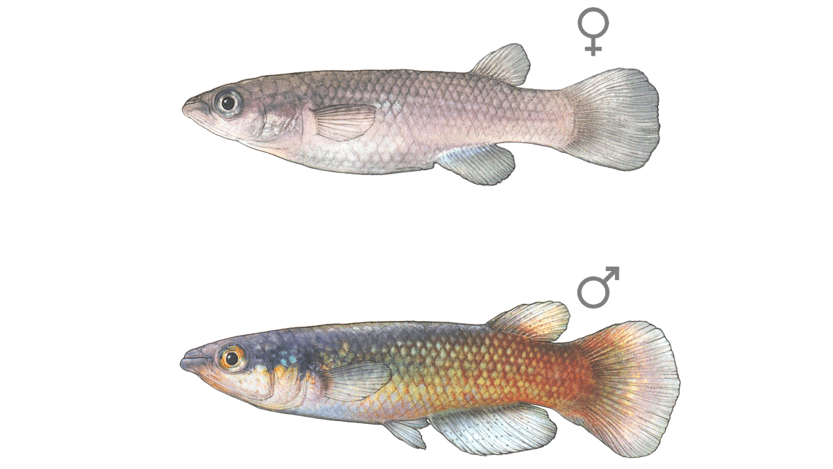 Pachypanchax varatraza