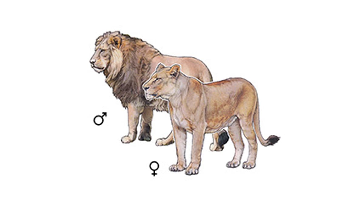 Illustration Indischer Löwe