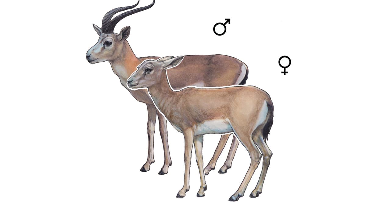 Persische Kropfgazelle