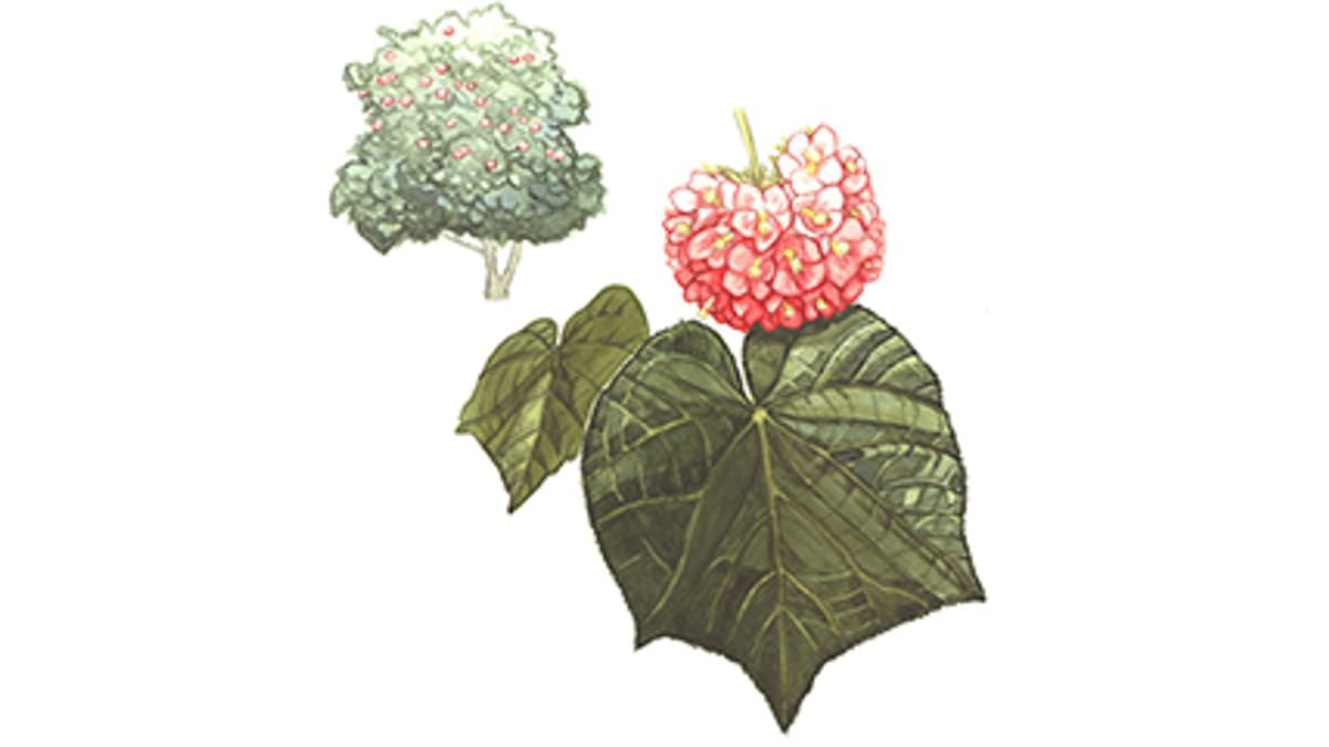 Illustration Hortensienbaum