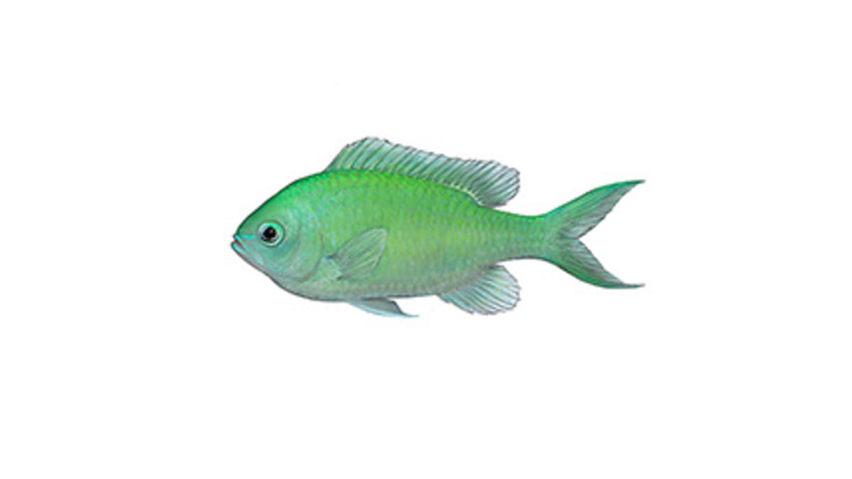 Illustration Grünes Schwalbenschwänzchen