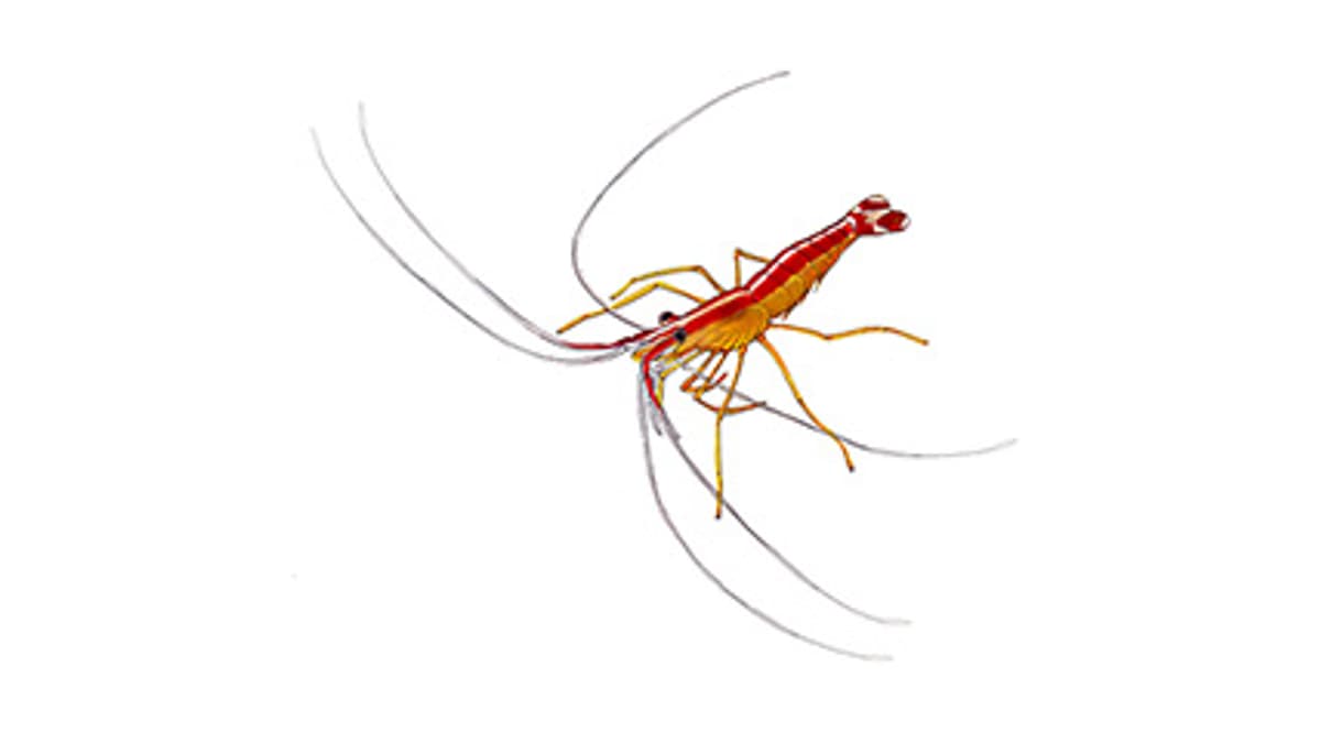 Illustration Weissband-Putzergarnele