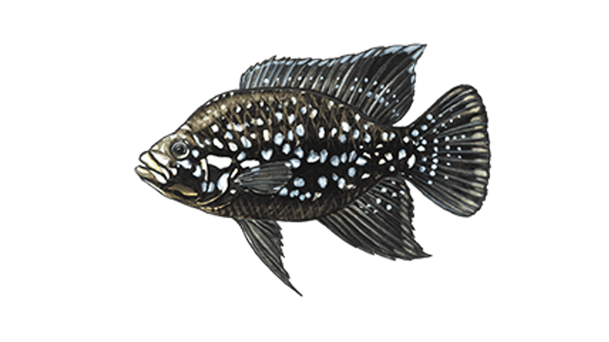 Illustration Cichlidé Marakely