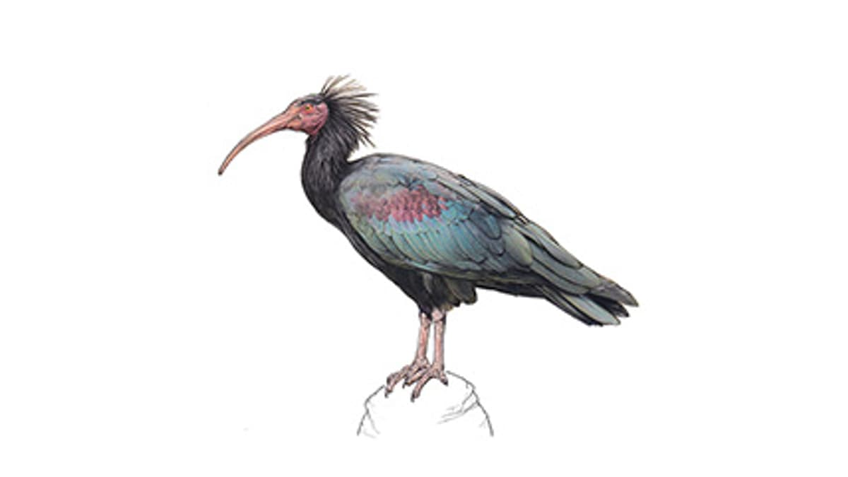 Illustration Waldrapp